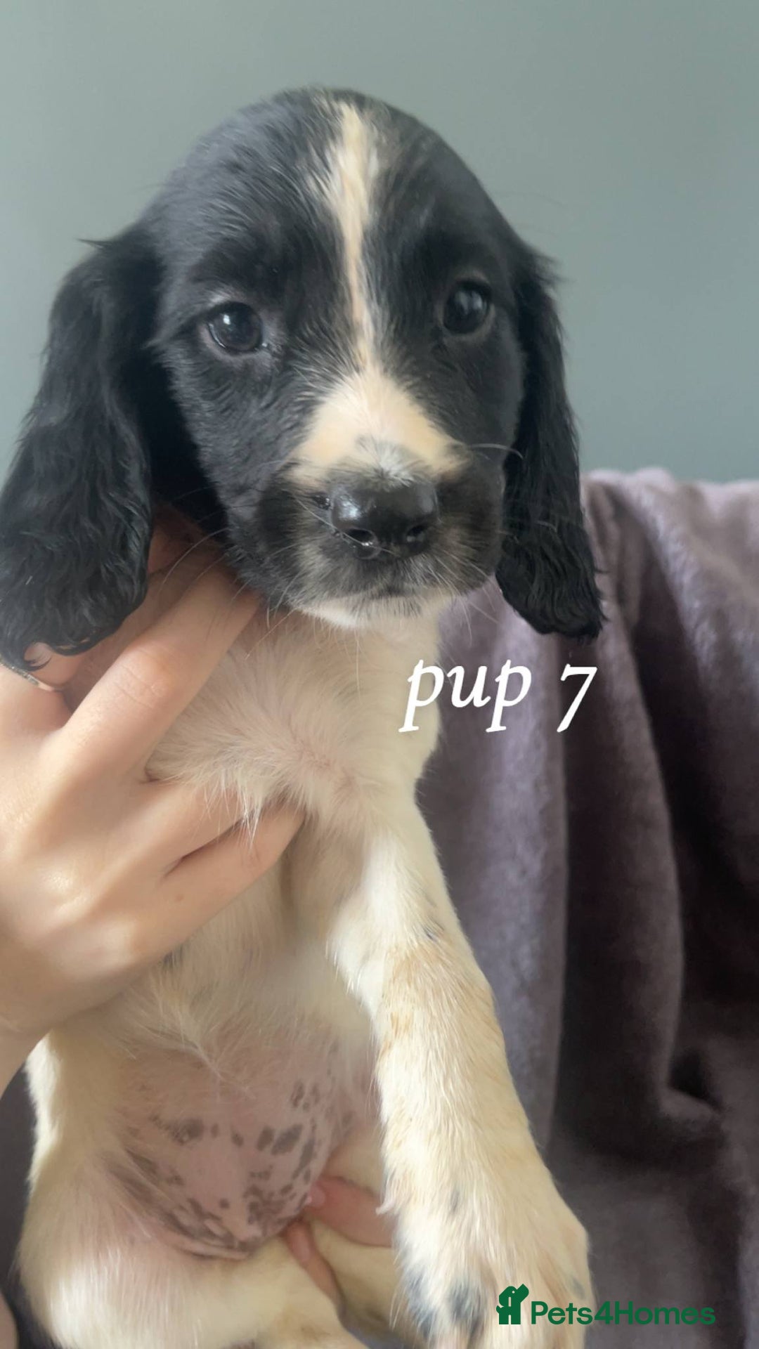 Sprocker dogs for sale: Sprocker spaniels  - Image 6