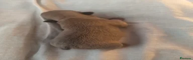 French Bulldog 4