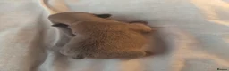 French Bulldog dogs for sale: Four Female French Bulldog Puppies  - Advert 2