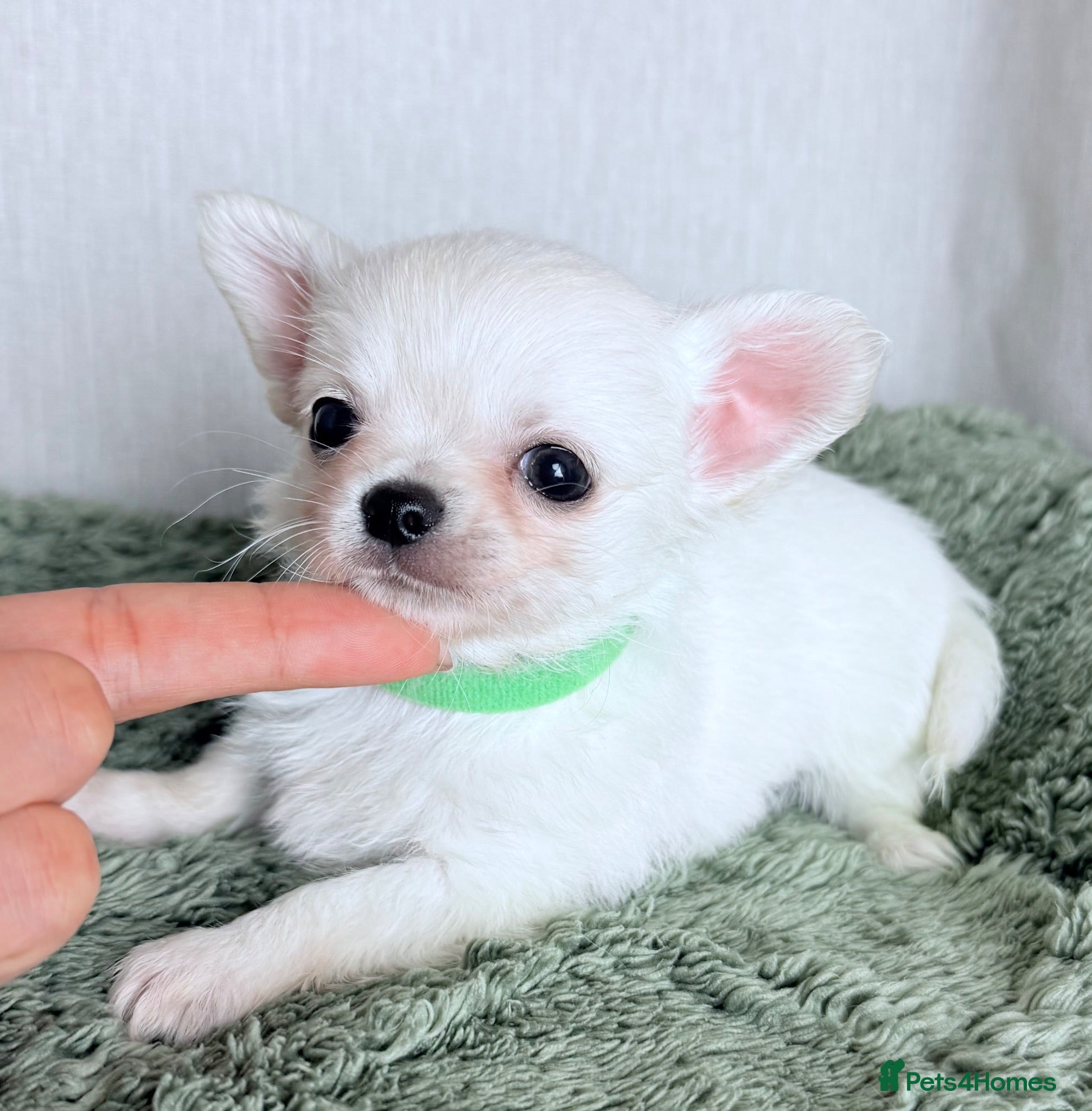 Chihuahua dogs ❤️long and smooth coats❤️ - Advert 4