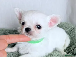 Chihuahua dogs ❤️long and smooth coats❤️ - Advert 15