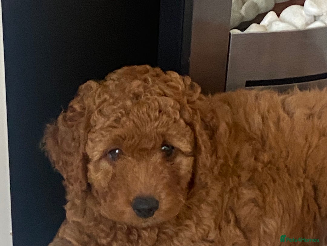 Labradoodle dogs for sale: Stunning red miniature labradoodle puppies - Image 4