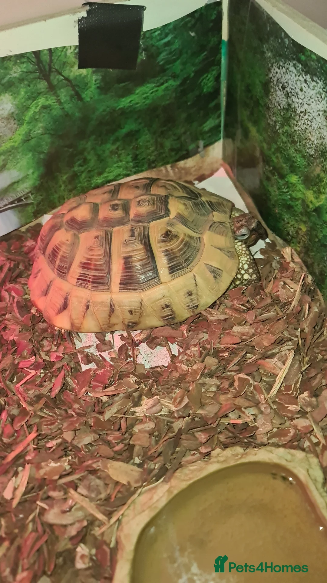Hermann Tortoise reptiles for sale: Hermann Tortoise  in Chester - Advert 1