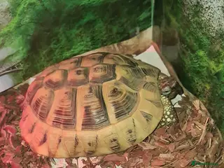 Hermann Tortoise reptiles Hermann Tortoise - Advert 1