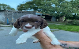 English Springer Spaniel dogs for sale: Last 2!! KC Reg Springer Spaniel Puppies - Image 1
