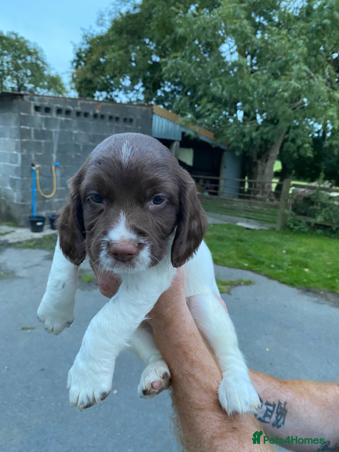 English Springer Spaniel dogs for sale: Last 2!! KC Reg Springer Spaniel Puppies - Image 1