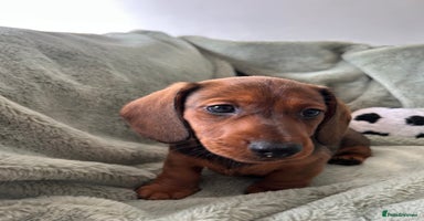 Miniature Dachshund dogs - Advert 17