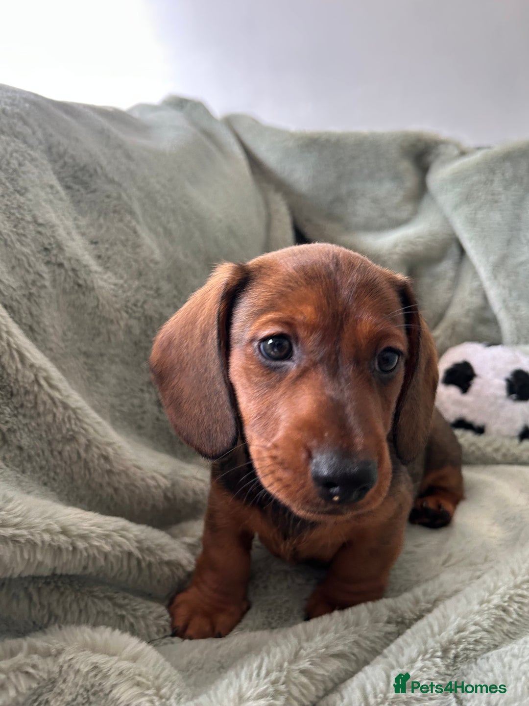 Miniature Dachshund dogs for sale: 3X Male Miniature Dachshunds- READY TO GO - Image 2