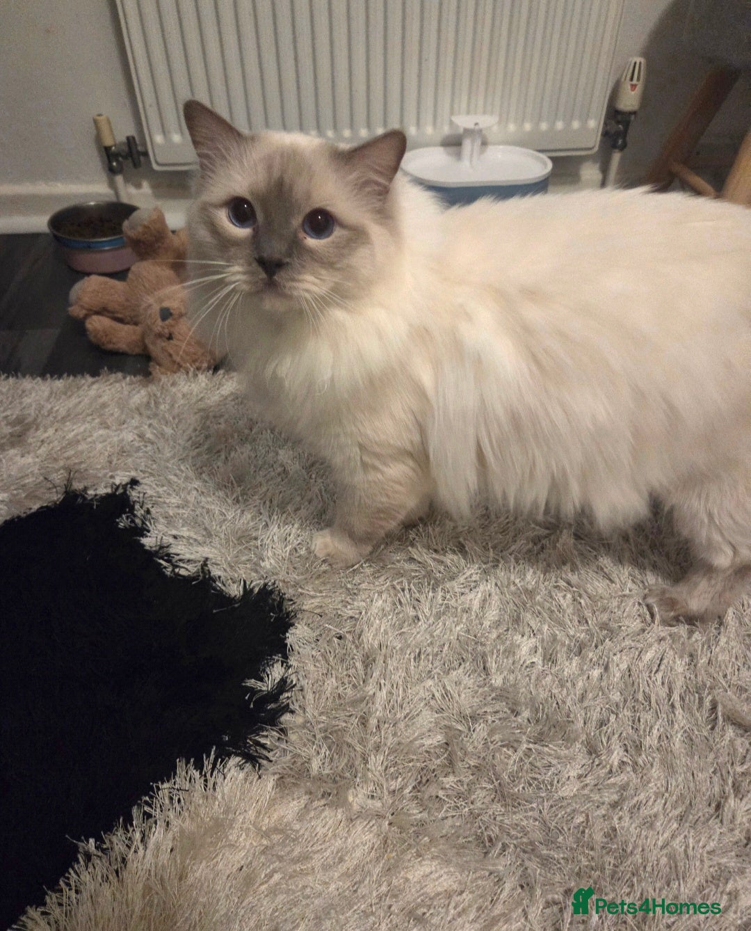 Ragdoll cats for stud: GCCF Lilac Point Ragdoll Stud Proven - Advert 7