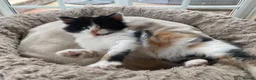 British Longhair cats for sale: Rear longhair male calico cat in Rochester - Advert 2