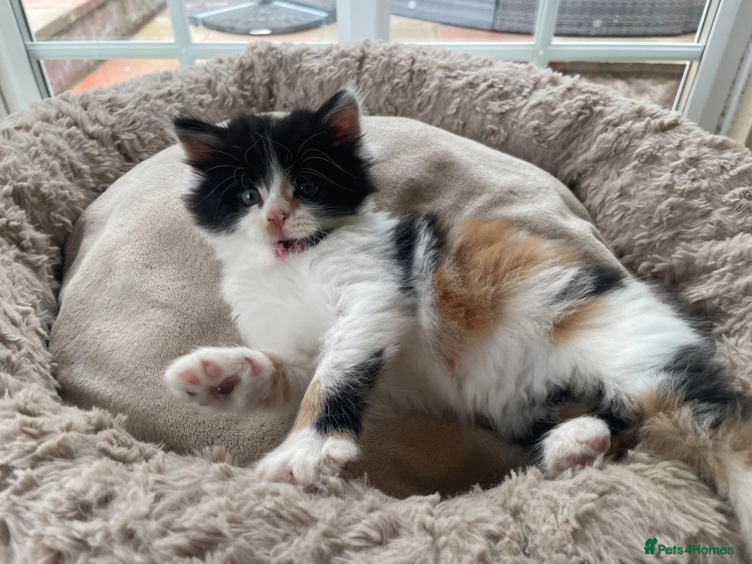 British Longhair cats for sale: Rear longhair male calico cat in Rochester - Advert 2