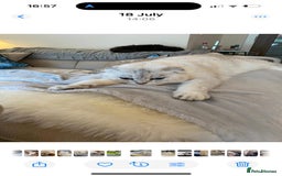 Scottish Fold cats for sale: Scottish fold 5 years - Image 2