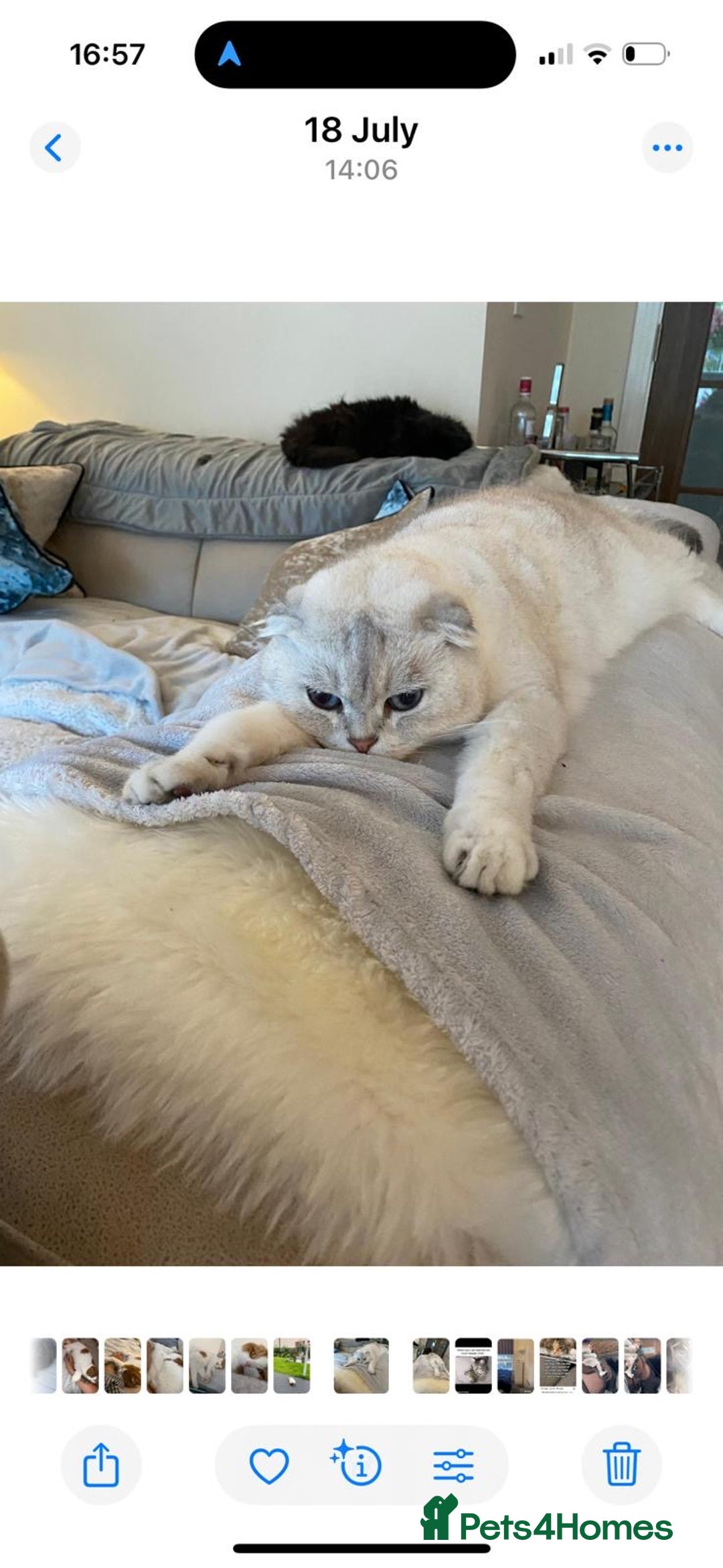 Scottish Fold cats for sale: Scottish fold 5 years - Image 2