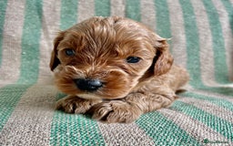 Cavapoo dogs for sale: CAVAPOO 5* LICENSED BREEDERS - Image 4