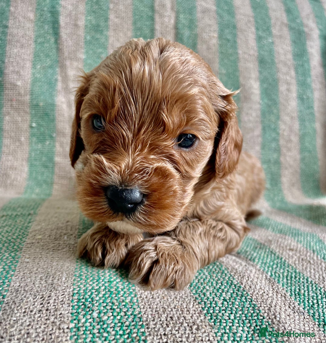 Cavapoo dogs for sale: CAVAPOO 5* LICENSED BREEDERS - Image 4