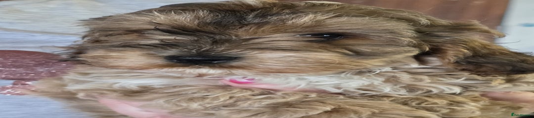 Cockapoo Puppy 2