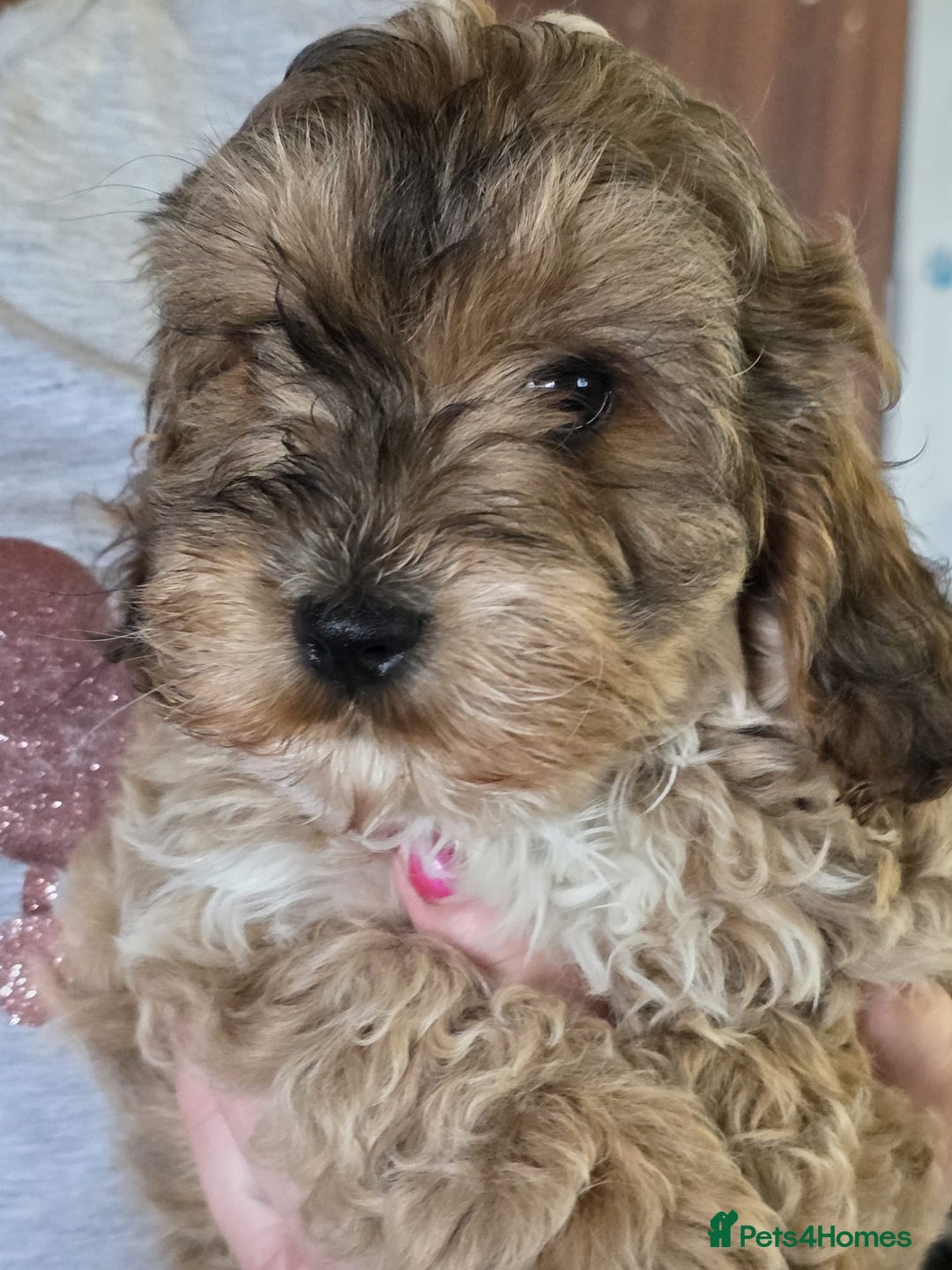 Cockapoo dogs for sale: Toy cockapoo pups - Image 5