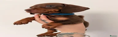 Miniature Dachshund 1