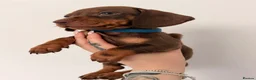 Miniature Dachshund dogs for sale: Miniature dachshunds looking for new home!! - Advert 15