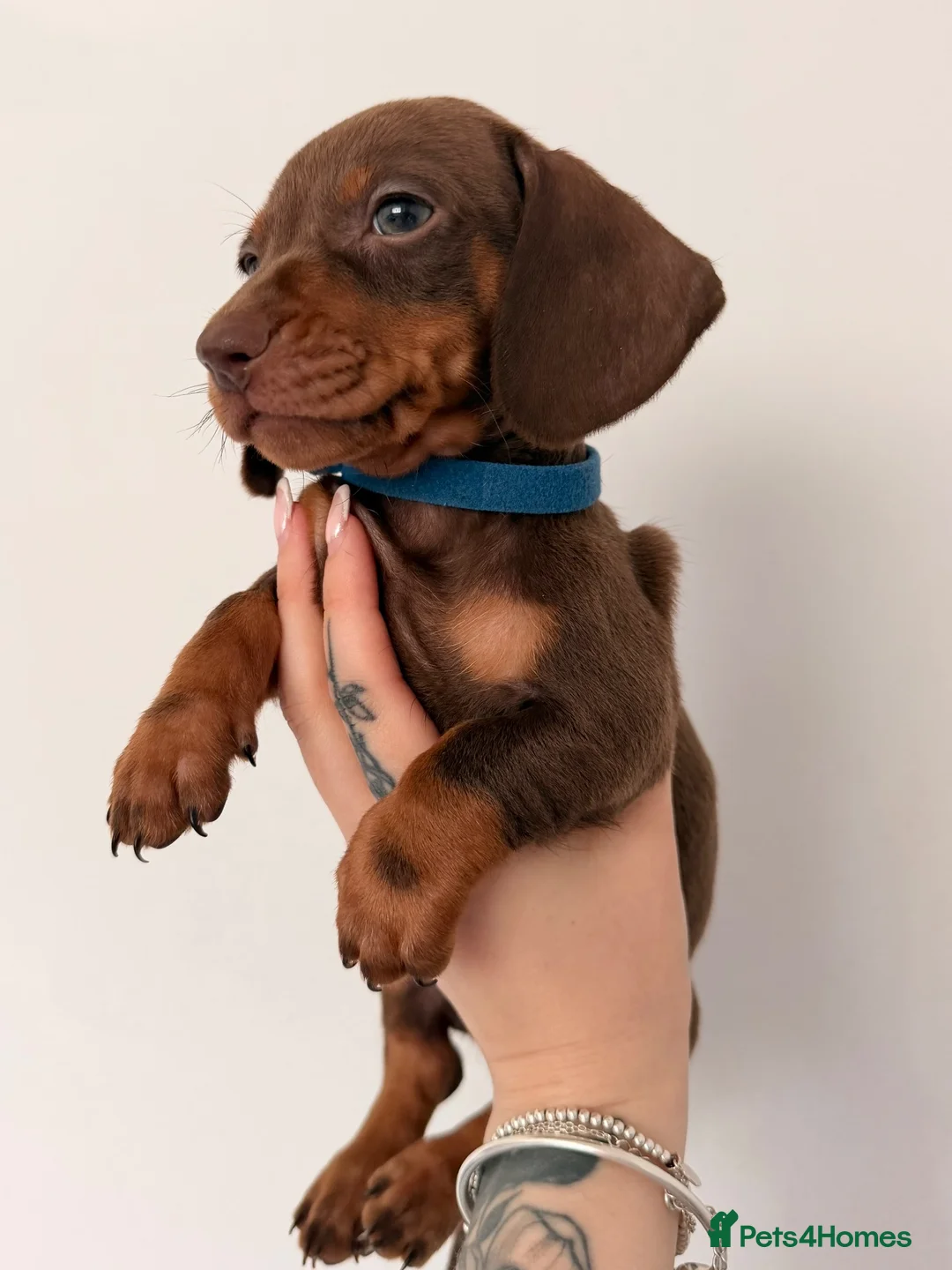 Miniature Dachshund dogs for sale: Miniature dachshunds looking for new home!! - Advert 15