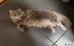 British Longhair cats for sale: Spayed British Longhair Female Adult - Image 11