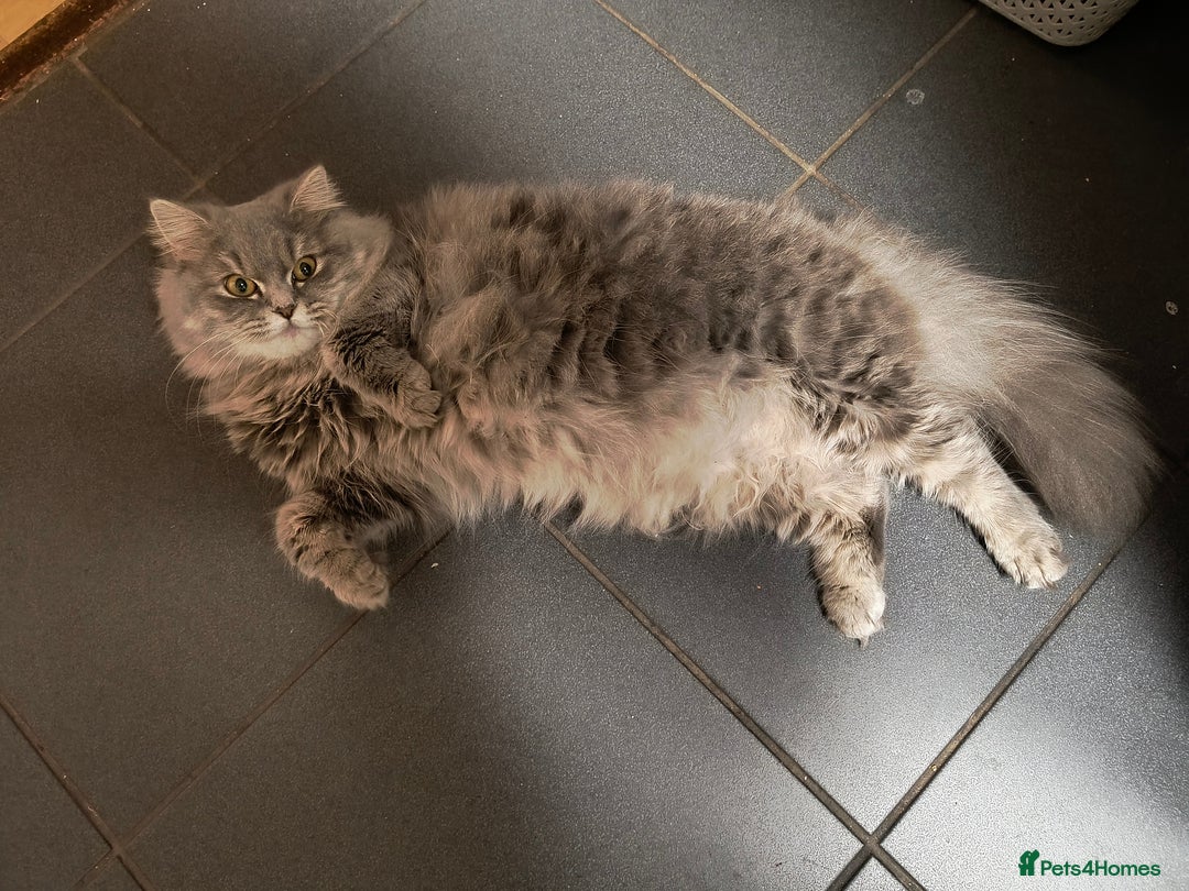 British Longhair cats for sale: Spayed British Longhair Female Adult - Image 11