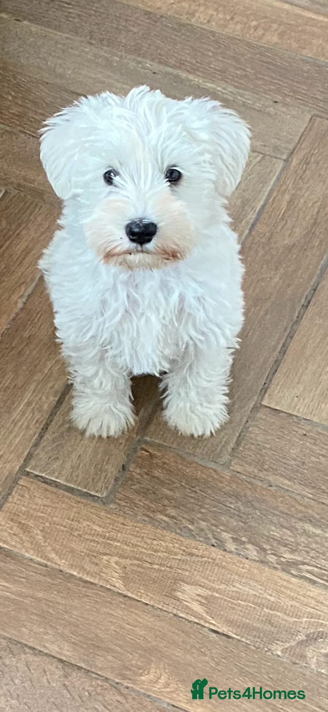 Miniature Schnauzer dogs for sale: 5*KC MINIATURE SCHNAUZER PUPPIES  - Advert 2