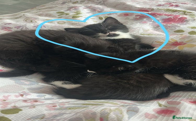 Domestic Shorthair cats - Advert 1