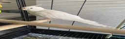 Cockatiels birds for sale: Albino cockatiel male  in Walsall - Advert 2