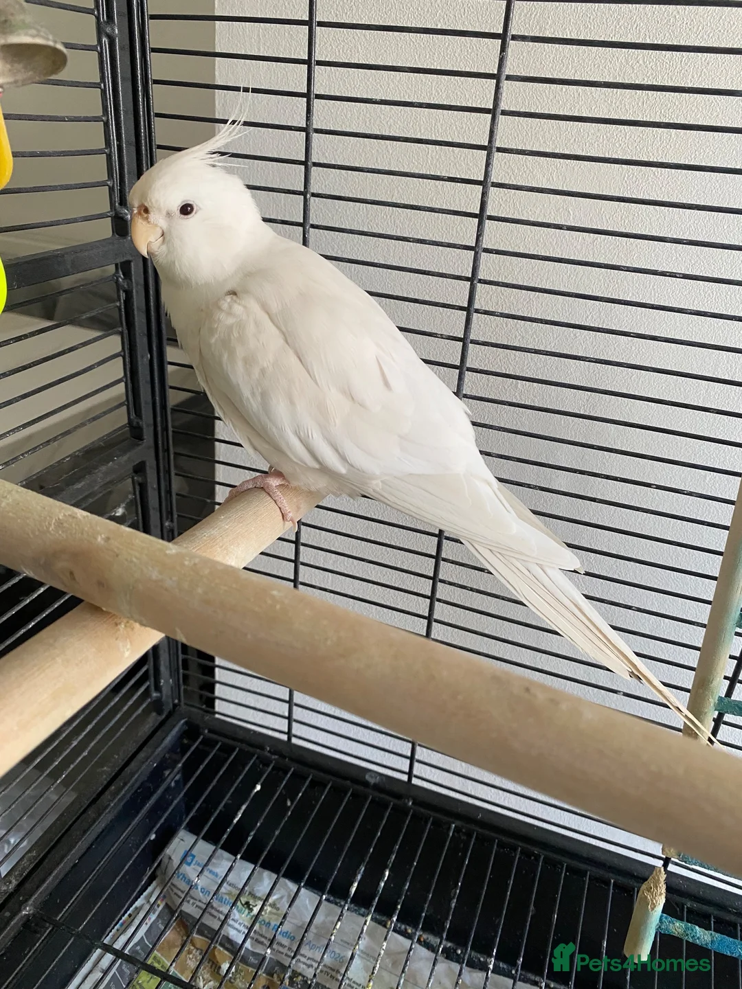 Cockatiels birds for sale: Albino cockatiel male  in Walsall - Advert 2