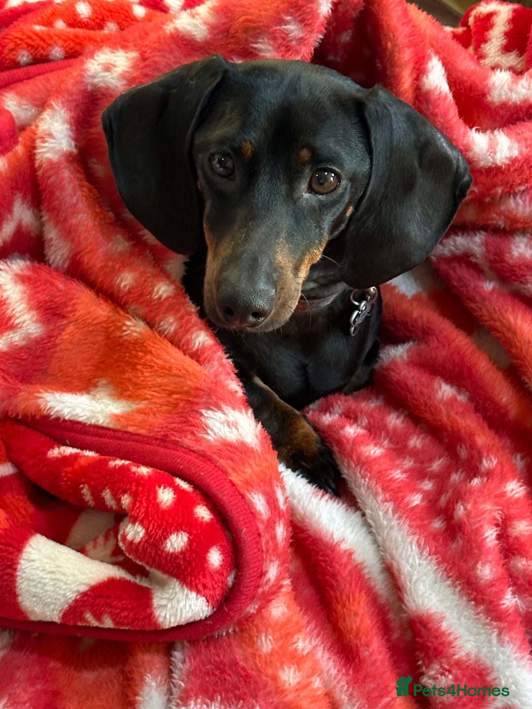 Miniature Dachshund dogs for sale: Beautiful Miniature Dachshund  - Image 4