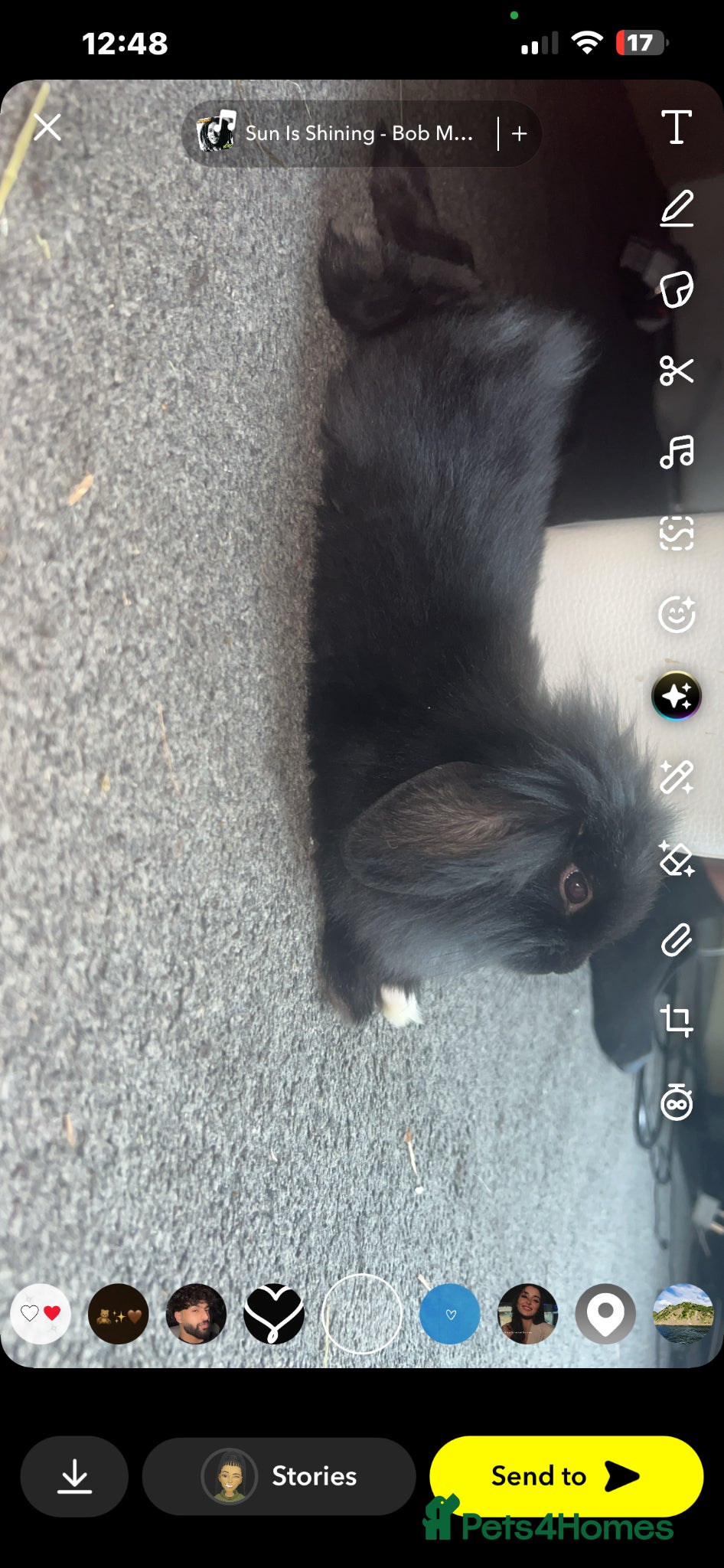 Lionhead rabbits Pure Lionhead and mini lop  - Advert 12