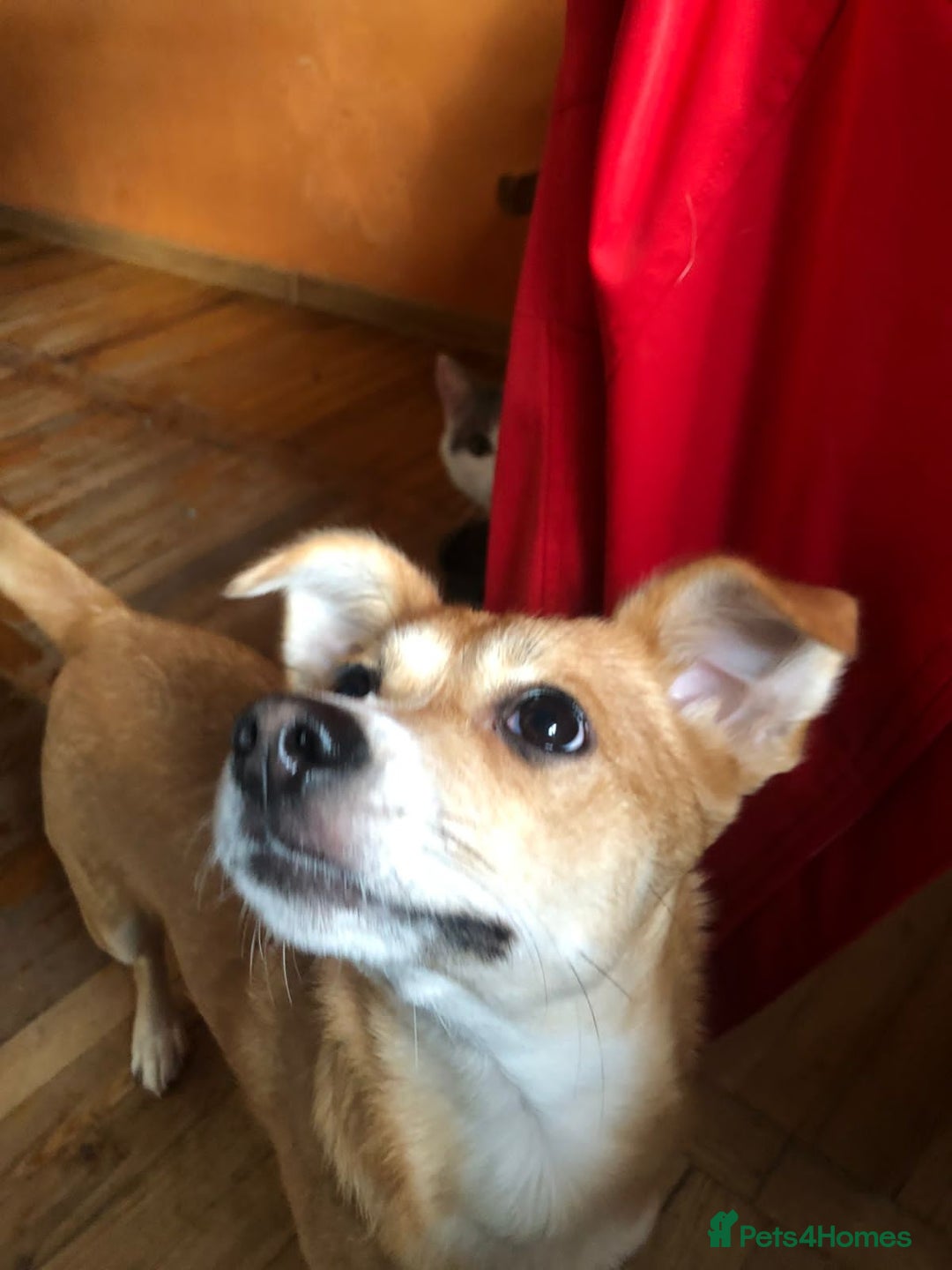 Mixed Breed dogs for adoption: ❤🐶 Lalia – A Delicate Love-Bug  🐶❤ - Image 8
