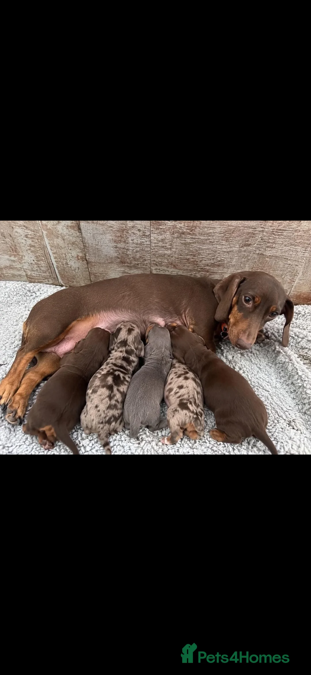 Dachshund dogs for sale: Dachshund in Pontefract - Advert 2