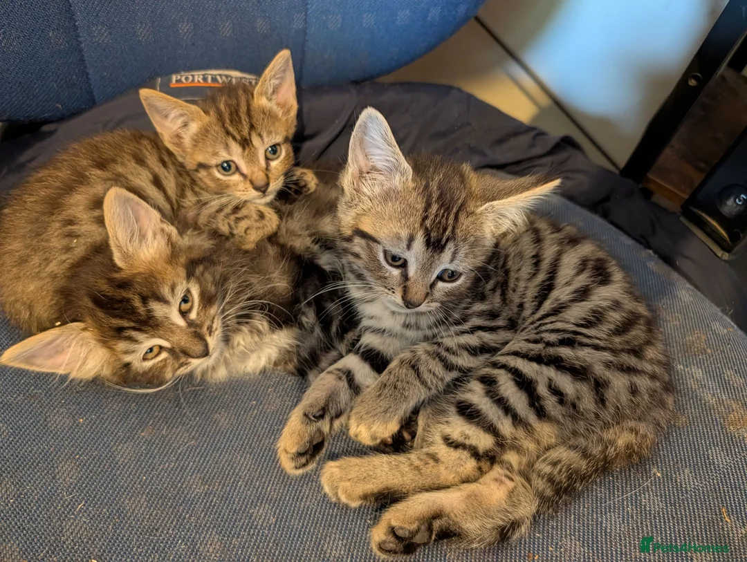 Mixed Breed cats for sale: Gorgeous Kittens Ready for their new homes now.  - Advert 1