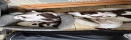 English Springer Spaniel dogs for sale: English Springer spaniel  in Carmarthen - Advert 16