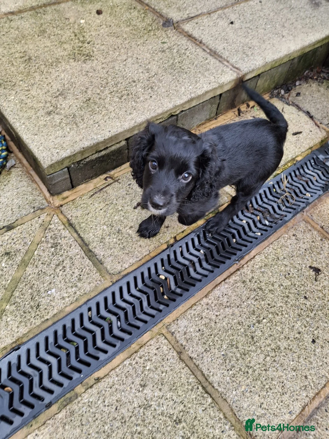 Cocker Spaniel dogs for sale: *reserved* Kc Cocker spaniel puppy  - Advert 2