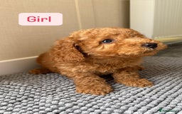 Cockapoo dogs for sale: 6 stunning cockapoo puppies  - Image 9