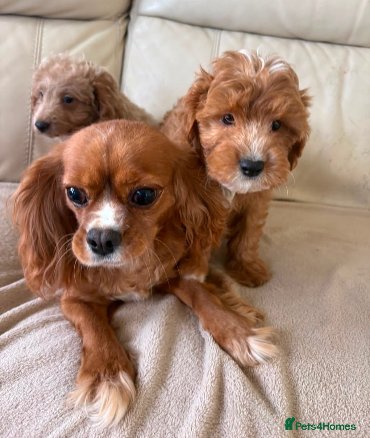 Cavapoo dogs Beautiful Cavapoo Puppy’s  - Advert 1