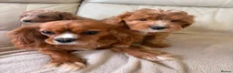 Cavapoo dogs for sale: Beautiful Cavapoo Puppy’s  - Advert 1