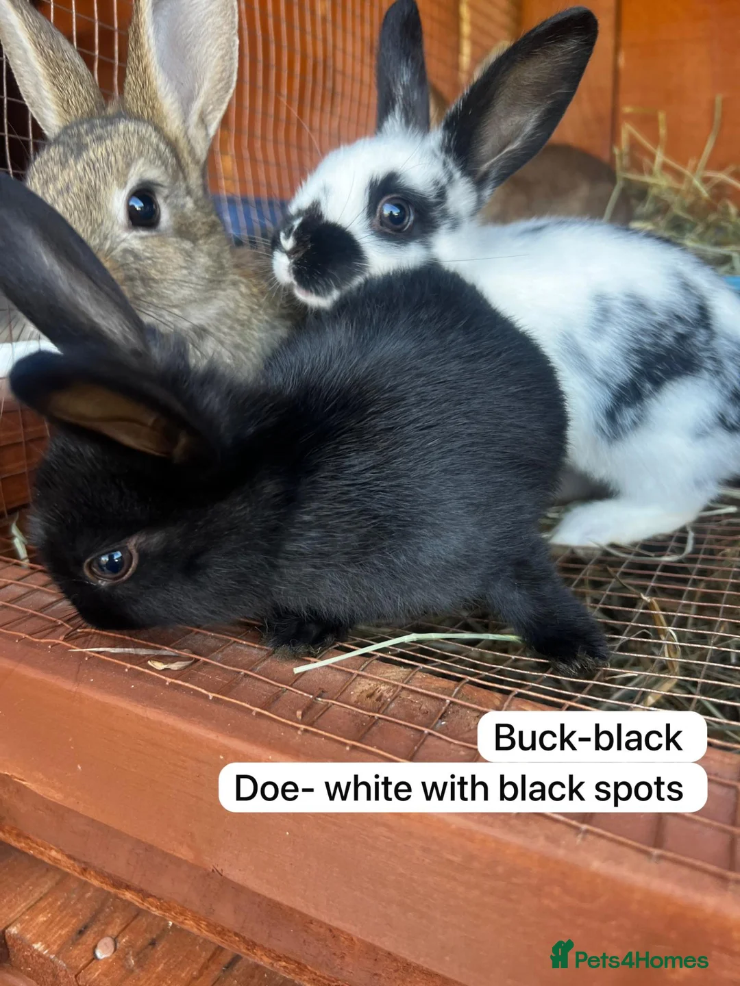 Mixed Breed rabbits for sale: New Zeeland Cross Rabbits  in Newport - Advert 12