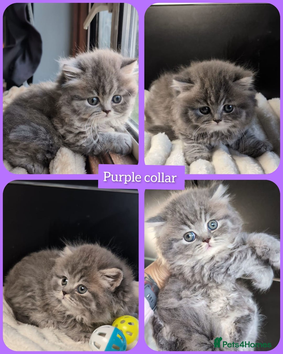 British Shorthair cats for sale: 💖💖💖BSH & BLH💫 GCCF & TICA red - Advert 11