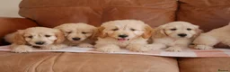 Mini Goldendoodle dogs for sale: Beautiful Health Tested Goldendoodle Puppies - Advert 13
