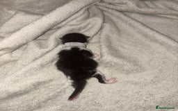Domestic Shorthair cats for sale: Kittens for sale  - Image 14