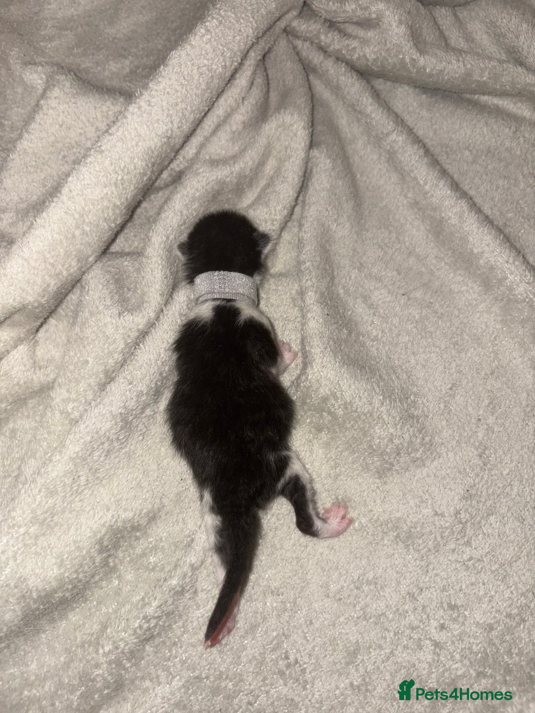 Domestic Shorthair cats for sale: Kittens for sale  - Image 14