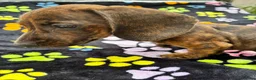 Dachshund dogs for sale: Dachshund Puppies ready for their forever homes - Advert 19