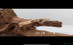 Gecko reptiles for sale: Beautiful baby crested geckos! - Image 22