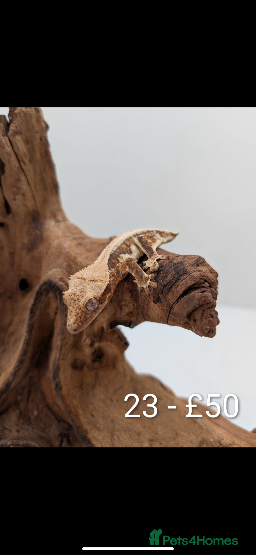 Gecko reptiles for sale: Beautiful baby crested geckos! - Image 22