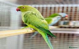 Ringnecks birds for sale: Indian ring neck - Image 4