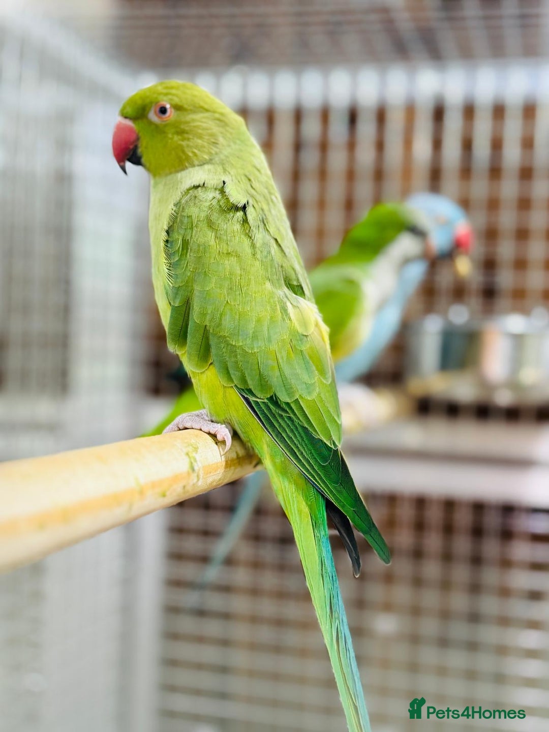 Ringnecks birds for sale: Indian ring neck - Image 4